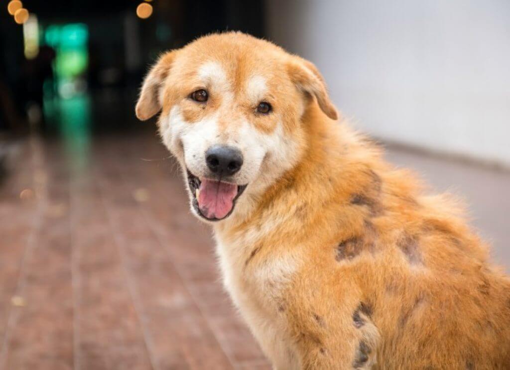 Meu pet está com pelos caindo, preciso me preocupar? Confira causas e como  evitar a queda de pelo