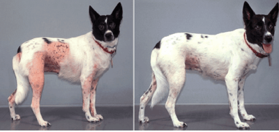 cão em tratamento para dermatite atópica