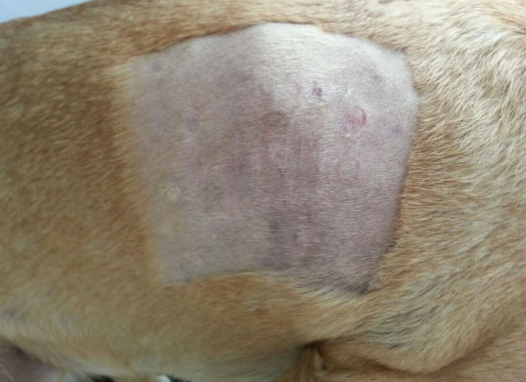 Patch test em cão com alergia alimentar.