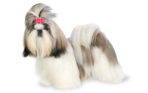 shi tzu - cachorro que pouco baba
