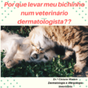 Por que levar meu bichinho num veterinário dermatologista?