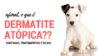 Saiba tudo sobre Dermatite Atópica Canina