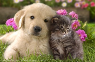 Proteja cães e gatos da dermatofitose