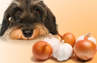 Alergia alimentar em cães e gatos [guia completo + tratamento + orientações]
