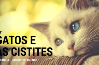 Os Gatos e as Cistites; A Clínica e o Comportamento !