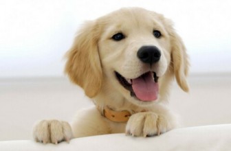 Saiba mais sobre a temida parvovirose em cães