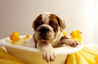 5 causas de queda de pelos em cães