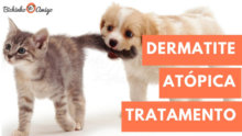 Dermatite Atópica em Cães e Gatos [Principais Tratamentos]